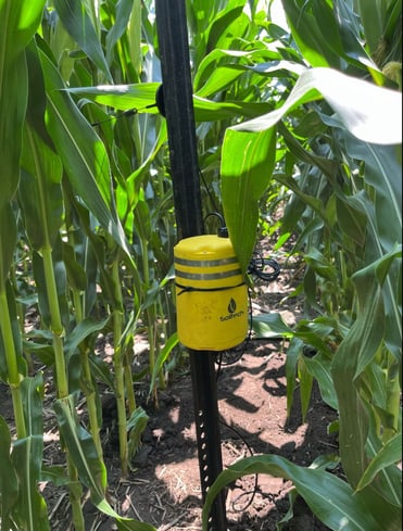 Corn VPD